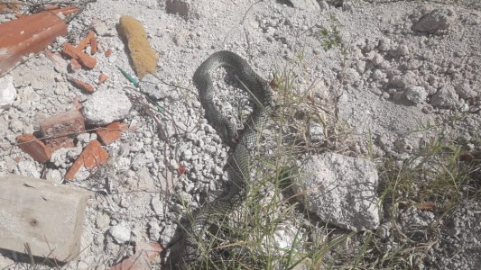 Invasión de serpientes en el Oeste de la ciudad
