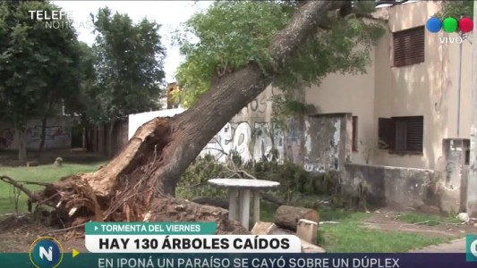 130 árboles caídos tras la tormenta