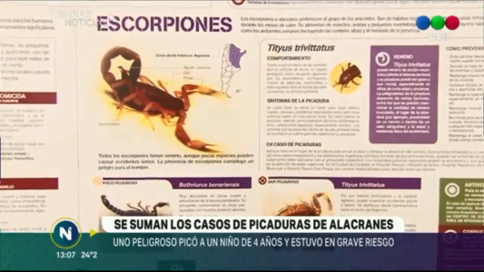 Un niño de cuatro años permanece internado por picadura de alacrán