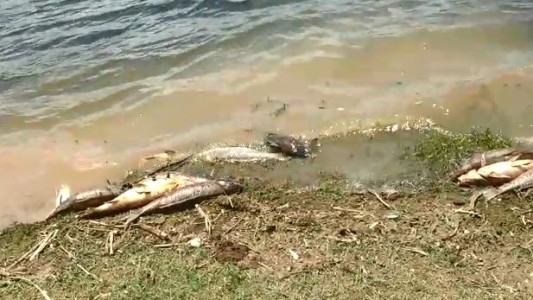 Los Molinos: Encontraron decenas de carpas muertas