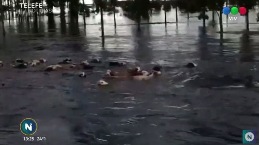 Impactante: Vacas fueron arrastradas por la corriente en medio de las inundaciones