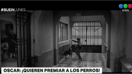Premios Oscar: quieren galadornar a los perros