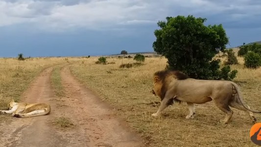 Video: así reacciona una leona cuando un león intenta despertarla