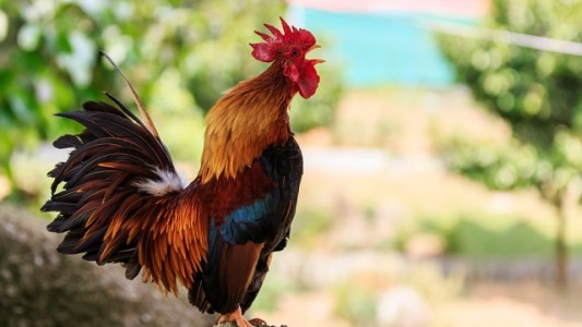 Caso paradigmático por ruidos molestos: el canto del gallo llega a juicio