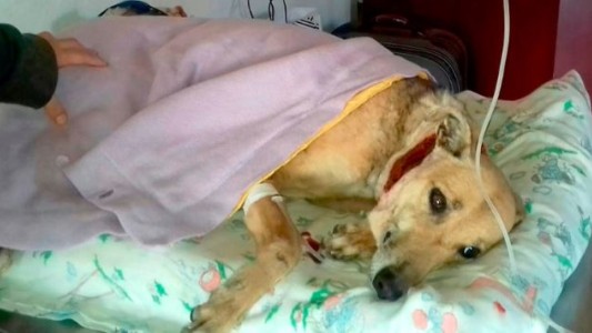 Una perra fue despellejada en Río Cuarto y lucha por su vida