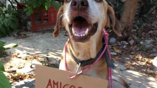 El perro con cáncer que vendía postres pudo pagar su quimioterapia