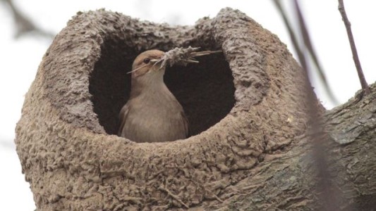 ¿Viste un nido de hornero? Informálo en esta App y hacé tu aporte a la ciencia
