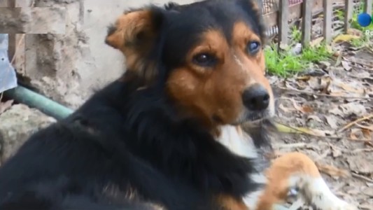 En medio de una pelea familiar, apuñalaron a un perro