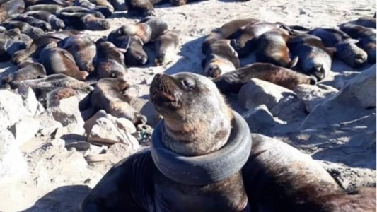 Video: así liberaron al lobo marino que estaba atrapado con un neumático al cuello