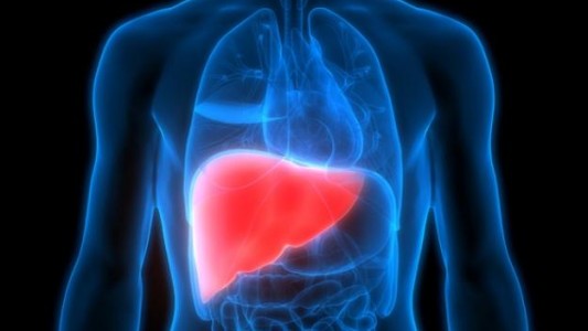 Dos de cada cinco argentinos tienen el hígado enfermo y no lo saben