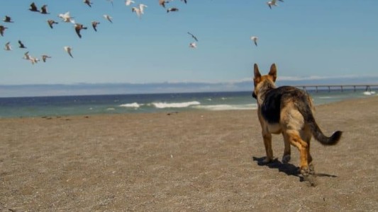 Prohibirán que los perros entren a la playa y aplicarán duras sanciones a los dueños