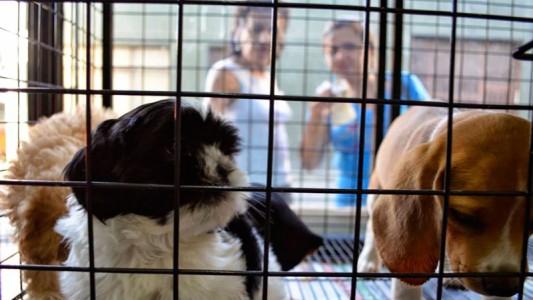 Quieren prohibir la exhibición de animales en vidrieras