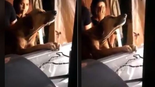 Video: el perro que llora y se aferra al ataúd de su dueño muerto
