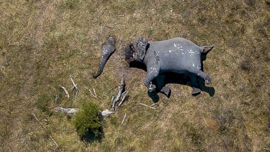 Las brutales imágenes tomadas desde un dron de un elefante con la trompa y los colmillos mutilados