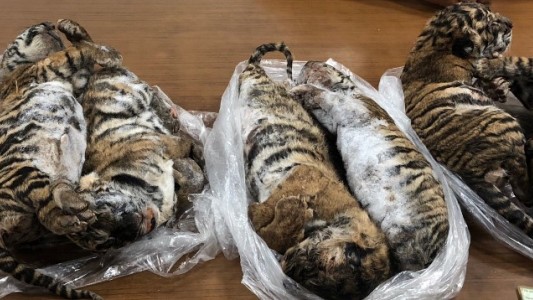 Detenido con siete tigres congelados en su coche