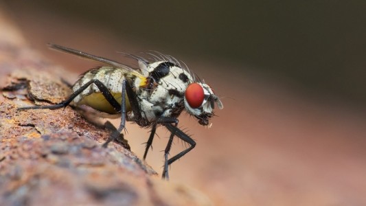 Video viral: la mosca "zombi" que juega con su propia cabeza decapitada