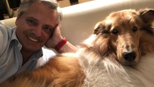 Efecto Dylan Fernández: criadores de collies creen que subirán las ventas