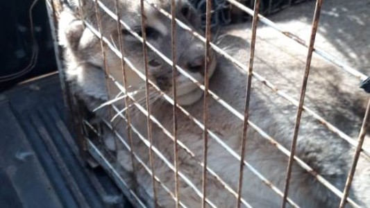 Un puma apareció en una casa de Neuquén y lo atraparon en un impresionante operativo