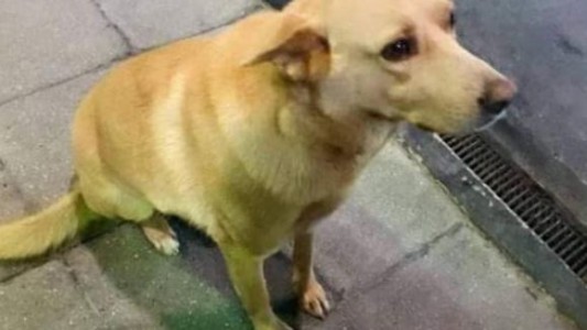 Crueldad sin límite: ató a "Rubio", un perro callejero a su camioneta y lo arrastró hasta matarlo