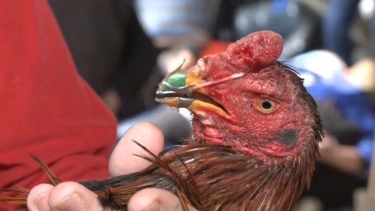 Cayó banda que organizaba riñas de gallos: 7 detenidos y 50 animales secuestrados