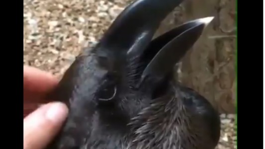 ¿Conejo o cuervo? La ilusión óptica que divide a Twitter