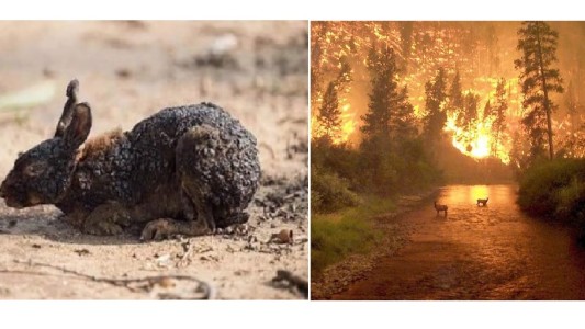 Incendios en el Amazonas: fotos engañosas, en medio del drama