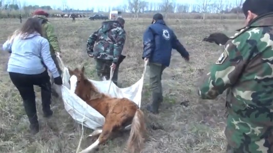 Video: Así rescataban 420 caballos de un campo de Ezeiza, la mayoría desnutridos