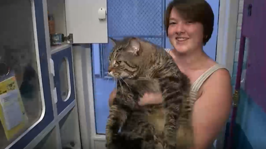 Pesa 11 kilos y busca alguien que le dé un hogar