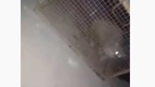 Bahía Blanca: hallaron un animal en su casa, creyeron que era un gato montés y se llevaron una sorpresa