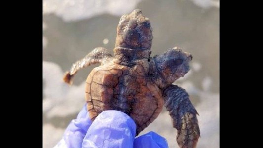 Hallaron una curiosa tortuga bebé de dos cabezas