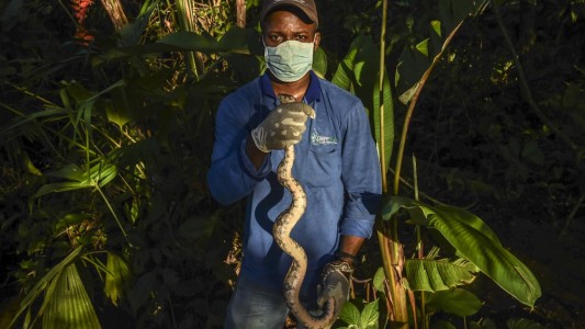 Animales silvestres como mascotas