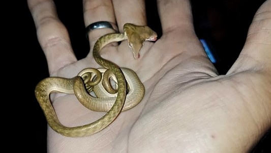 Serpiente de dos cabezas: hallazgo en la isla de Bali
