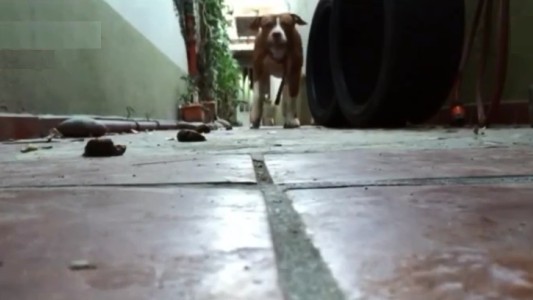 Rosario: brutal ataque de un perro Pitbull a su dueña, debieron amputarle el brazo