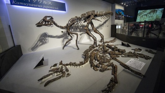 Dinosaurios: descubrieron una nueva especie en Japón