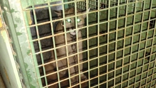 Rescataron a un cachorro de puma en una vivienda de San Luis