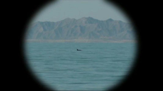 Avistan vaquitas marinas en México