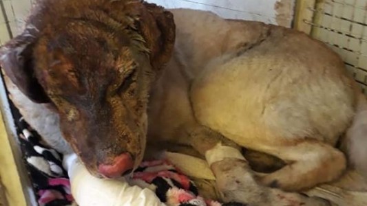 Un perro salvó a toda una familia de morir en un incendio