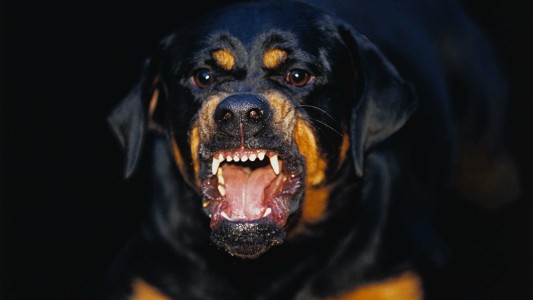 Mendoza: un rottweiler atacó a su dueña de 91 años y la mató