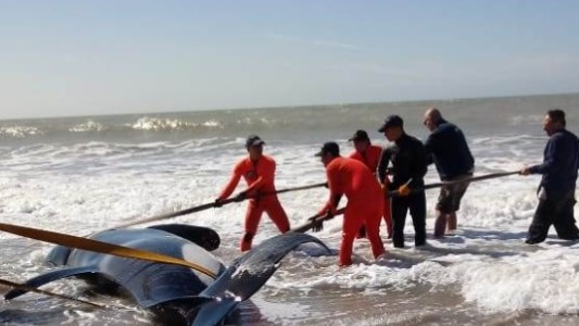 Rescataron a seis de las orcas encalladas en Mar Chiquita