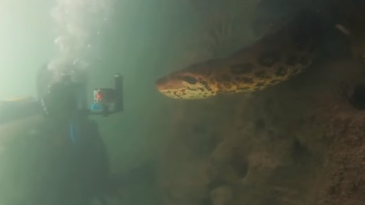 Video: buceaban en un río y se toparon con una anaconda de 7 metros