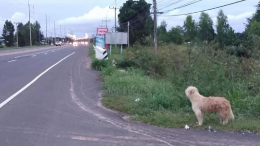 La enternecedora historia del perro que esperó cuatro años a su familia al lado de la ruta