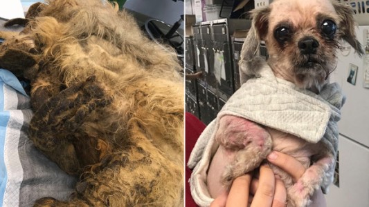 Perrita abandonada a punto de morir, impactante rescate