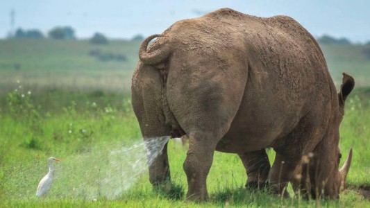 Las fotografías de animales más curiosas y divertidas