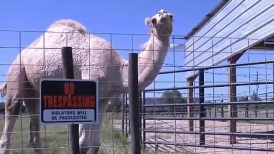 Salvó su vida gracias a que le mordió los testículos a un camello