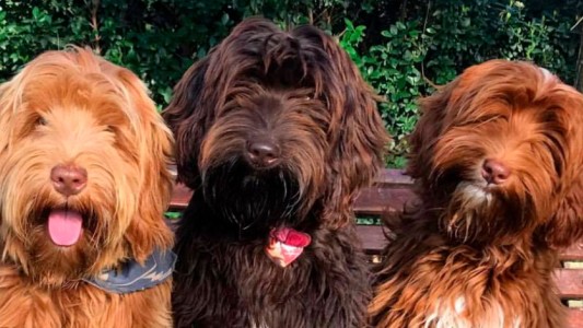 La historia de la raza de perros "labradoodle": el "Frankstein de las raza de diseño