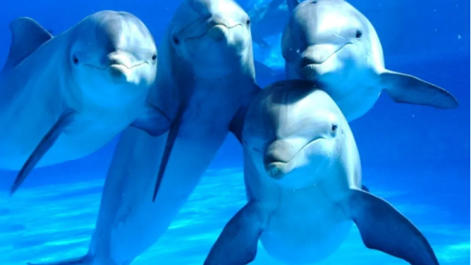 Los delfines que salvan vidas humanas