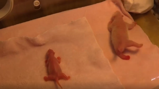 VIDEO: el panda más chiquito crece sin parar