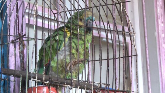 Buenos Aires: con un "loro soplón" en la puerta "avisaban" que había droga a la venta