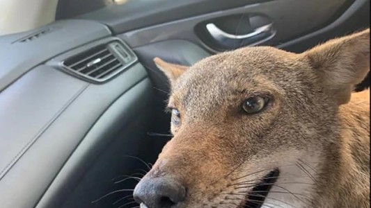 Creyó que había rescatado a un perro herido pero era un coyote (1)