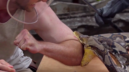 Video impactante: se dejó morder por una serpiente pitón para “medir el dolor”